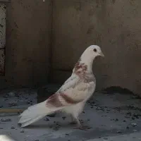 جوجه کفتر هما
