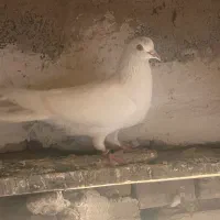 تهرانی