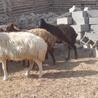 دو عدد میش 3بره ماده همشون جنس|حیوانات مزرعه|کاشان, مشکات|دیوار