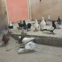 تعداد ۱۲ عدد کفتر