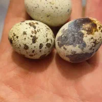تخم خوراکی و نطفه دار بلدرچین