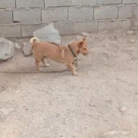 سگ گرگی نر