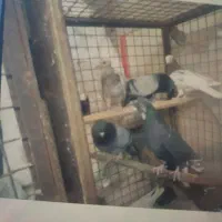 کبوتر گمشده