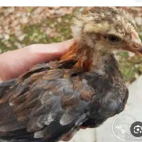 جوجه خروس سیاه
