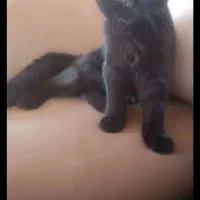 واگذاری گربه بریتیش