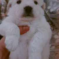 سگ شتیزو عروسکی