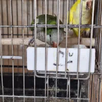 طوطی راهب نرماده