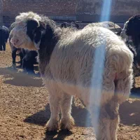 بره وکهره|حیوانات مزرعه|مرودشت, ده بید|دیوار