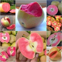 موز قرمز نهال فوجیوا زرشک کیوی عناب پسته بادام