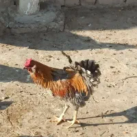 خروس چهل تاج کاکولی وریشی|حیوانات مزرعه|پیر بکران, |دیوار