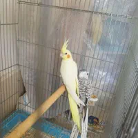 چند جفت عروس هلندی قیمت مناسب سالم و تخم گذار|پرنده|سبزوار, پیروزی|دیوار