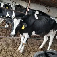 کارگر گاوداری