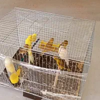 مغازه قناری فروشی عالیشهر|پرنده|بوشهر, |دیوار