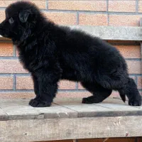 توله ژرمن شولاین نرو ماده|سگ|ساری, |دیوار