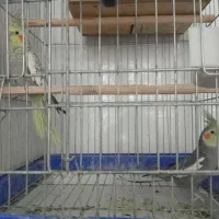 جفت عروس هلندی معاوضه با قناری|پرنده|اردکان, |دیوار