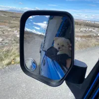 پامرانین روباهی