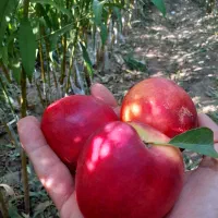 بادام گردو وسایر ارقام نهال|خدمات باغبانی و درختکاری|میانه, |دیوار