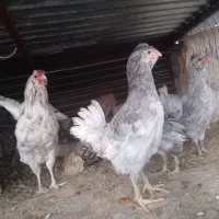 جوجه گلین|حیوانات مزرعه|کرمان, |دیوار