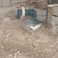 قوغاز|حیوانات مزرعه|زهک, |دیوار