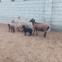 دو عدد گوسفند بره دار بدون دندان و یک قوچ مغانی