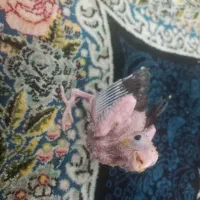 جوجه عروس هلندی