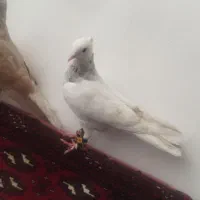 کفتر|پرنده|مشهد, حیدرآباد|دیوار