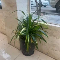 فروش انواع گیاه به علت نداشتن فضا|گل و گیاه طبیعی|تهران, هروی|دیوار