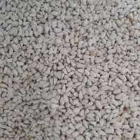 خرید خاکشیر، گلرنگ ،ارزن،کلزا،خرفه