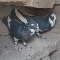 پلنگ سیاه