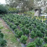 فروش یاس هلندی سطل ۱۰