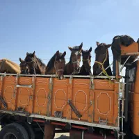 اسب|اسب و تجهیزات اسب‌سواری|تهران, آبشار|دیوار