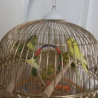 جوجه مرغ عشق خوشکل