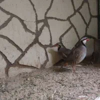 جفت تخم گزار