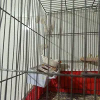 پرنده فنچ|پرنده|کرمان, |دیوار