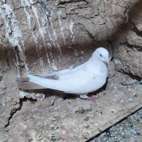 تکدوم . پرشی