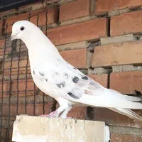 کفتر|پرنده|تهران, باغ خزانه|دیوار