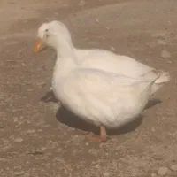 اردک|پرنده|لردگان, |دیوار