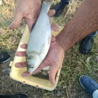 خرید و فروش ماهی و بچه ماهی کپور و آمور|ماهی|قصرشیرین, |دیوار
