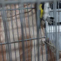 پرنده|پرنده|تربت جام, حافظ|دیوار