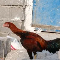 مرغ و خروس لاری