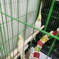 عروس هلندی ۱۰ ماهه