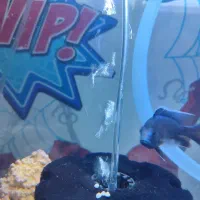 ماهی سیچیلاید مالاوی|ماهی|ساوه, |دیوار