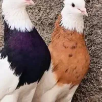 کبوتر جفت طوقی