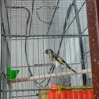 سهره گردن کلفت معاوضه باسره و قناری