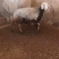 گوسفند پلنگی