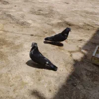 کبوتر
