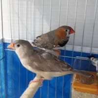 فنچ اورنج کینگ