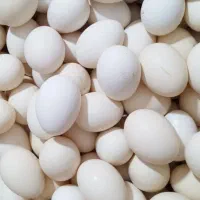 تخم مرغ محلی تازه