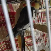 طوطی هلندی تعدادبالا