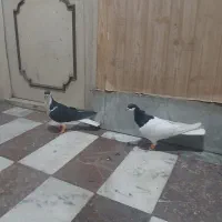 ۱۰ کبوتر رنگی|پرنده|قزوین, |دیوار